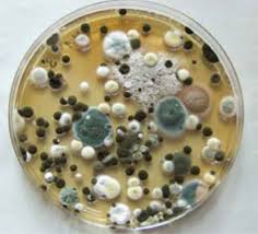 mold